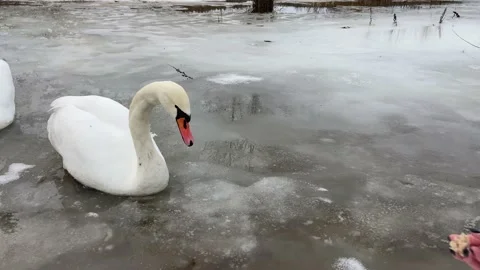 Swan eating from hand. Stock Footage 229166530