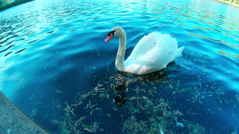 The swan is eating out of hands Stock Footage 163845943