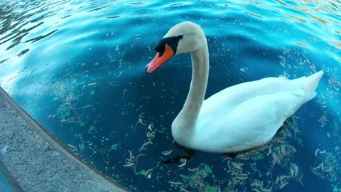 The swan is eating out of hands Stock Footage 163846187