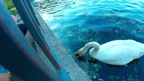 The swan is eating out of hands Stock Footage 163846194