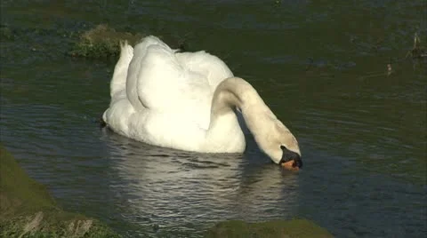 Swan eating in a pond Video stock 8909102