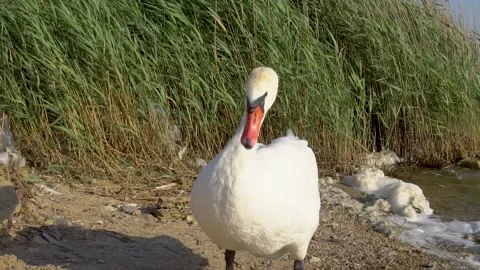 The swan eats and stands on the beach cracking his head, looks at the camera Stock Footage 136391860