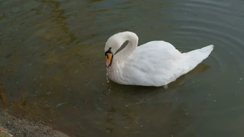Swan eats grass and drinks clean water. 스톡 동영상 88344229