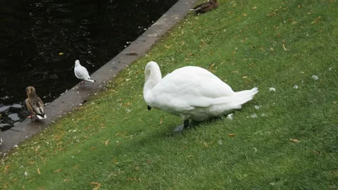 The swan eats grass by the reservoir, day Stock Footage 159745840