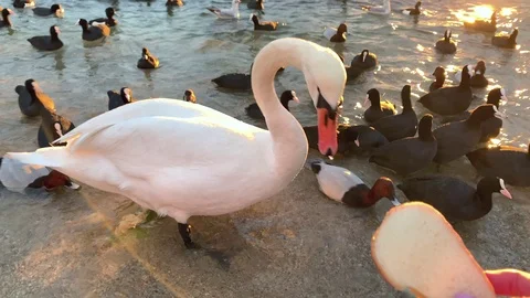 The swan eats from the hand. Stock Footage 122533221