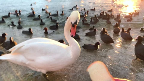 The swan eats from the hand. Stock Footage 122533408