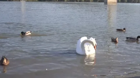 Swan eats popcorn with ducklings. Stock Footage 295776733
