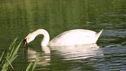 The swan eats in water Video stock 90481182
