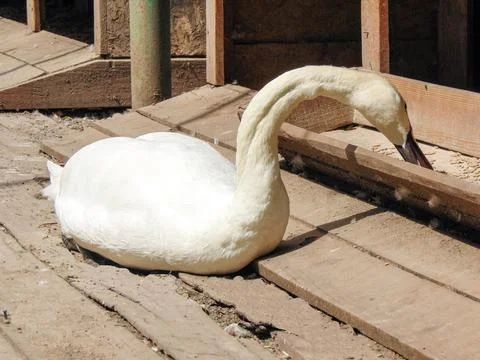 A swan eats at zoo Oradea, Romania 写真素材
