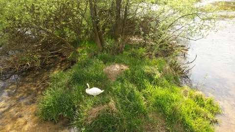 Swan eggs in the nest Vídeos de archivo 129334396