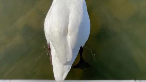 Swan emerging from under a bridge Stock Footage 303915493