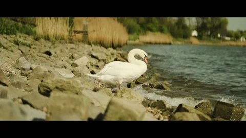 A swan enjoys the sunshine Stock Footage 315214751