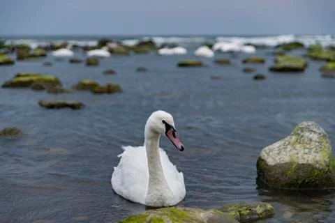 Swan in the evening Stock Photos