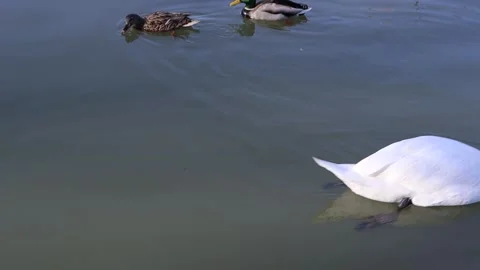 Swan Exits Frame, Ducks Enter Peacefully – 4K/HD Wildlife Footage Stock Footage 314499487