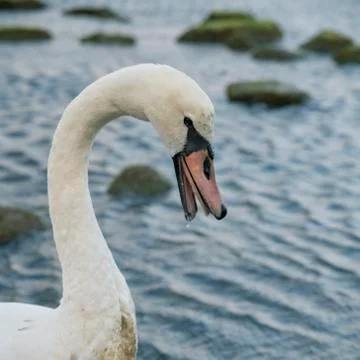 Swan face closeup Stock Photos