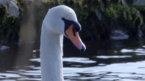 Swan Face Stock Footage 99049503