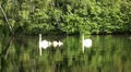Swan family with babies relaxed swimming to the left HD Footage