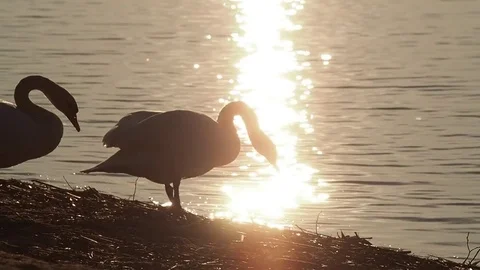 Swan family go into the lake Stock Footage