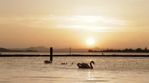 Swan family on lake Stock Footage