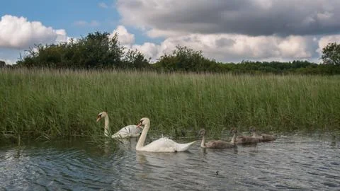 Swan family swiming on a river Stock Photos
