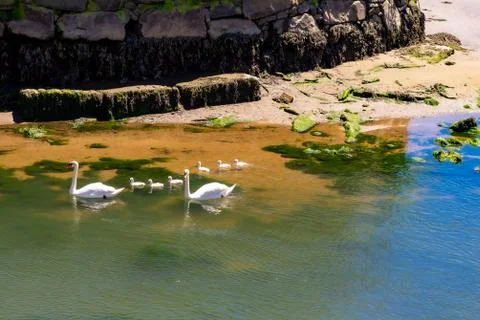 Swan family swimming in the estuary Stock Photos