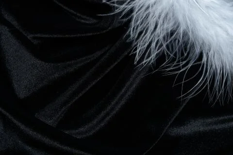 Swan feather background Stock Photos