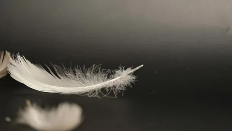 Swan feather falling down 스톡 동영상 276078572