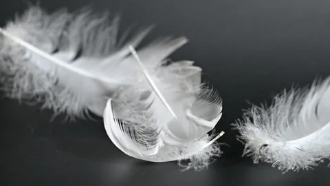 Swan feather falling down 스톡 동영상 276111719