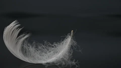 Swan feather Stock Footage 282900501