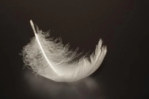 Swan feather Stock Photos