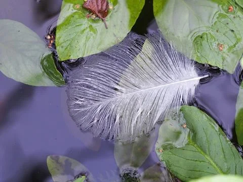 A swan feather Stock Photos
