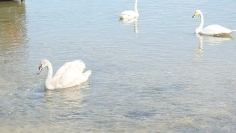 Swan fed Stock Footage