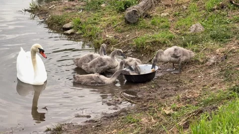 Swan-feeding-bowl Stock Footage 338126474
