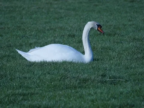 Swan feeding in field. laying down. Video stock 76702883
