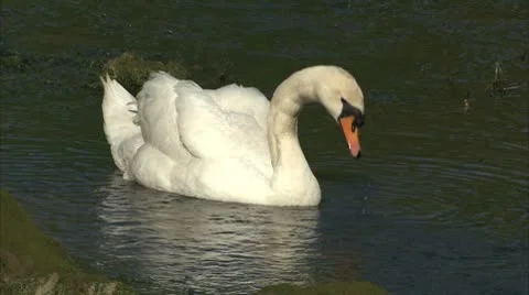 A swan feeding on a pond Video stock 8909181