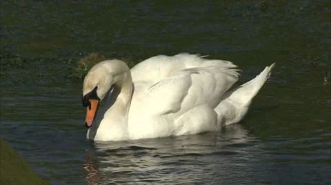 Swan feeding in a river Video stock 8830976