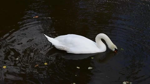 Swan feeds in pond Stock Footage 217532263