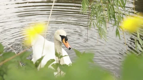 Swan feeds with tree foliage plants and swimming in pond calm water summer day Stock Footage 130757217