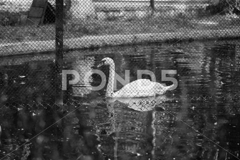 Swan of the fence Stock Photos