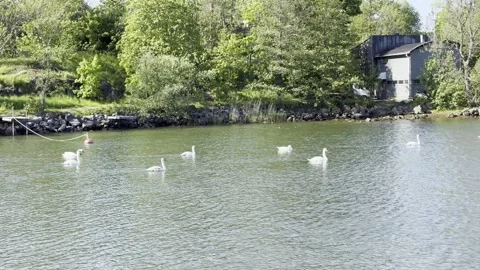 Swan Finland Stock Footage 310724261