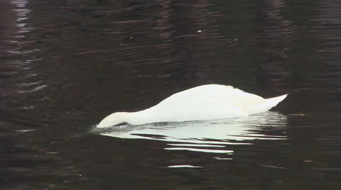 Swan Fishing Stock Footage 44754316