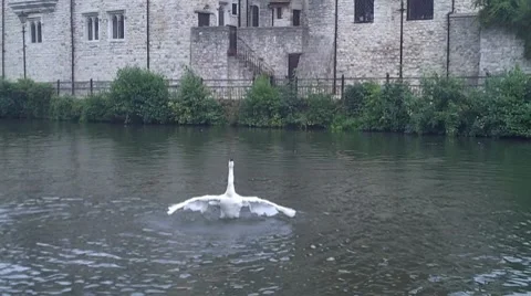 A Swan Flapping Its Wings 動画素材 8561848