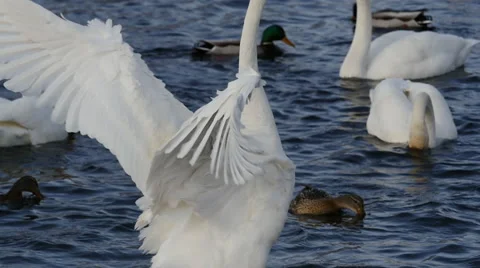 Swan flapping its wings Stock Footage 61333372