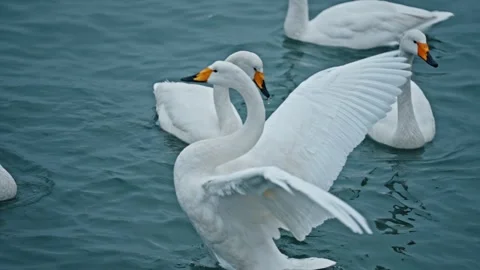 A swan is flapping its wings Stock Footage 270270227