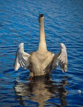 Swan is flapping its wings Stock Photos
