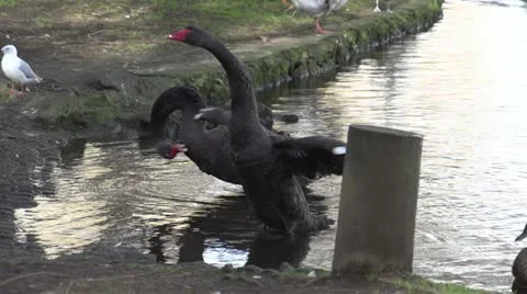 Swan Flapping wings in slow motion Stock Footage