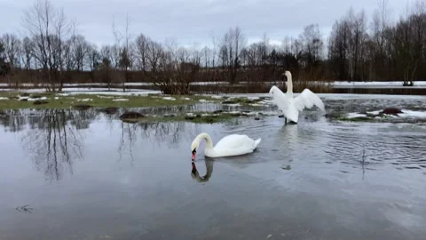 The swan flaps its wings Stock Footage 228902195