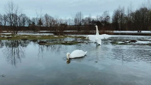 The swan flaps its wings Stock Footage 234310736