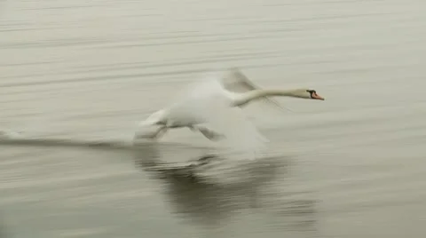 Swan Flies Just Above the Surface of the Lake Stock Footage 47740876