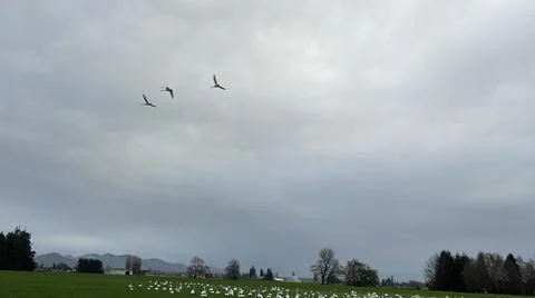 Swan Flight 2 Stock-Fotos